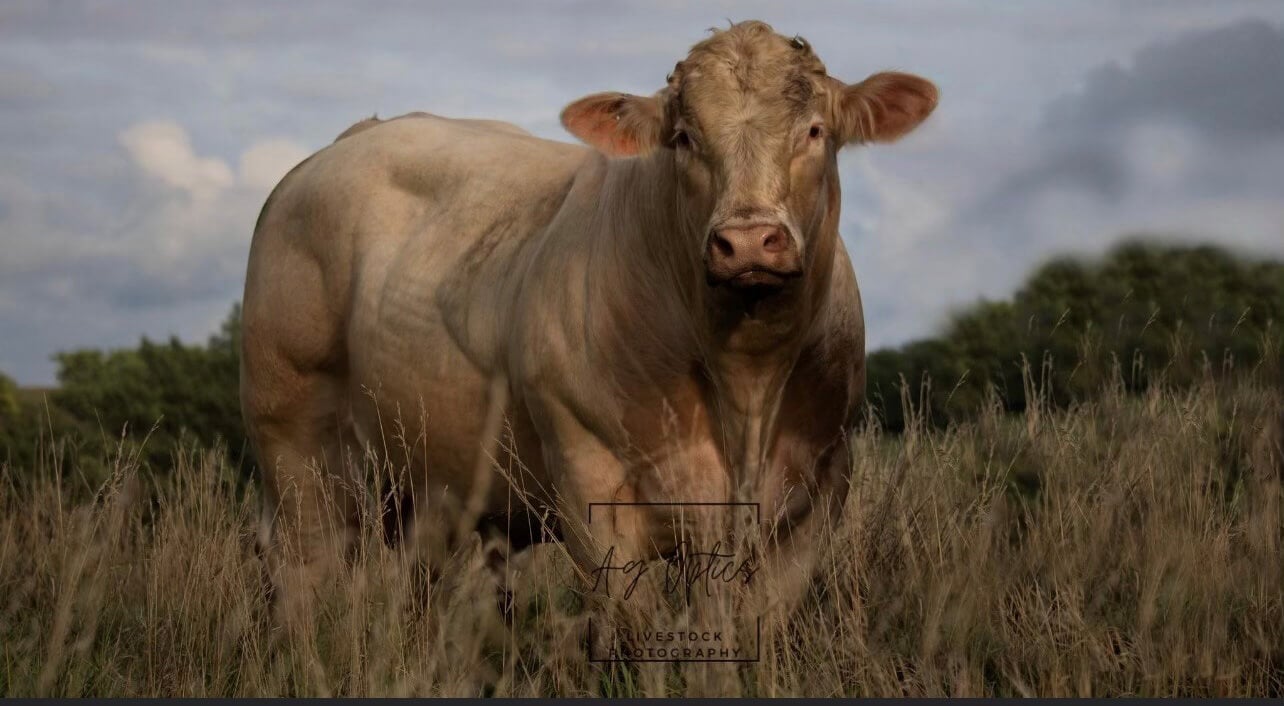 Red Angus bull in pasture - image by Ag Optics Livestock Photography