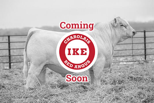 Livestock image coming soon